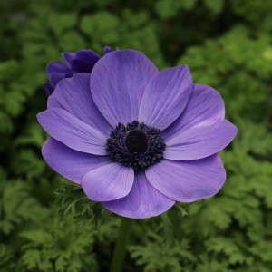 ANEMONE HARMONY DOUBLE BLUE 1ltr